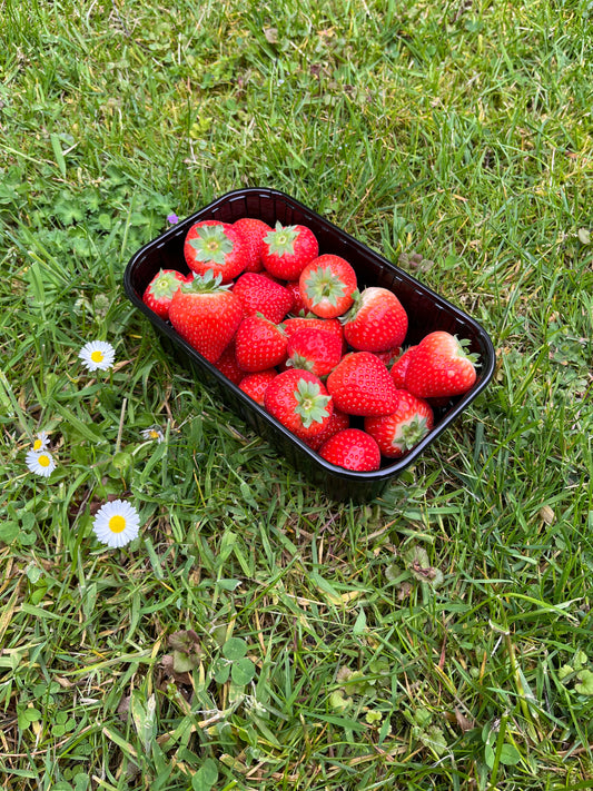 Het aardbeienseizoen is begonnen in Twente 🍓