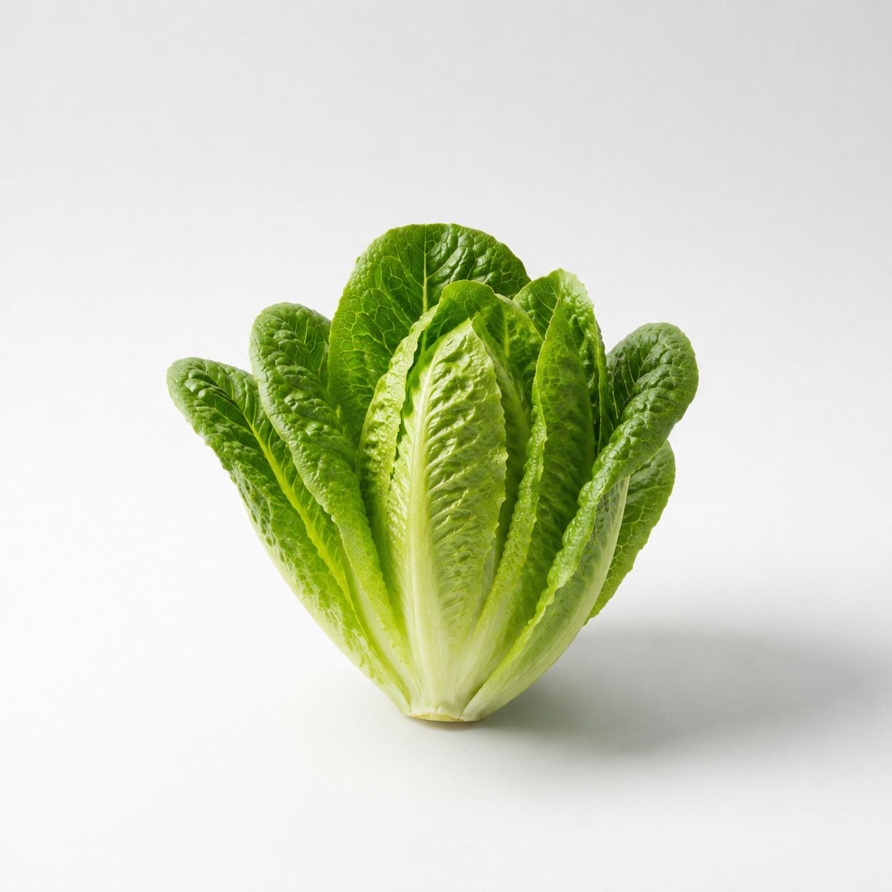 Romaine sla